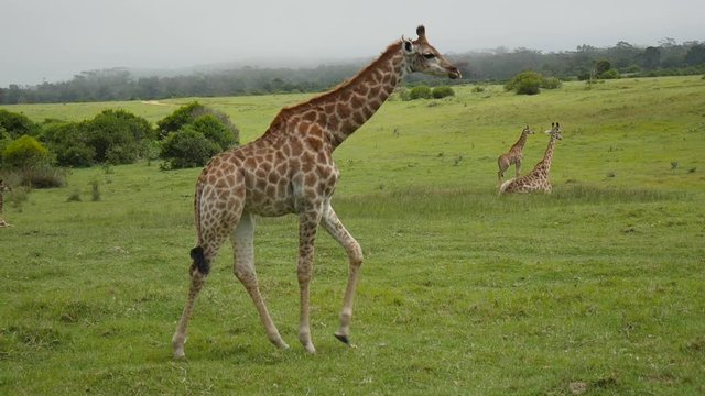 An adolescent giraffe explores the lush grasslands of the African savannas while the remainder of its herd rests in the background.