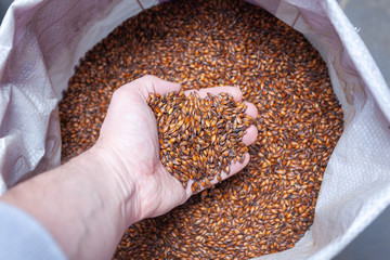 A handful of caramel beer malt in a male hand close-up on a background of a bag of malt