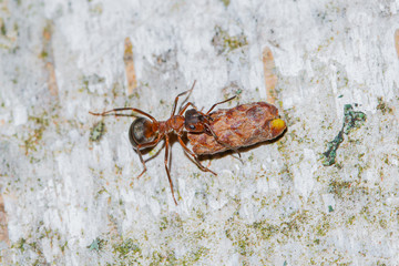 an ant on a tree, the life of ants, drag a straw,