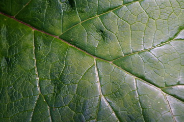 green leaf texture