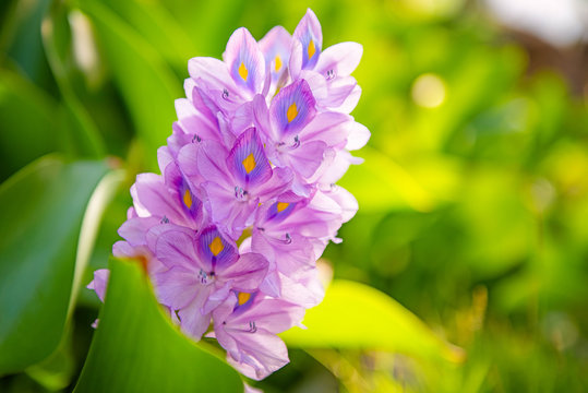 Brazilian Water Hyacinth flower. Flora on Bali island. Indonesia