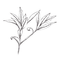 Branch with leaves on a white background. Black-white drawing.