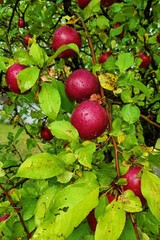 Ripe red apples after a rain on a background of green foliage