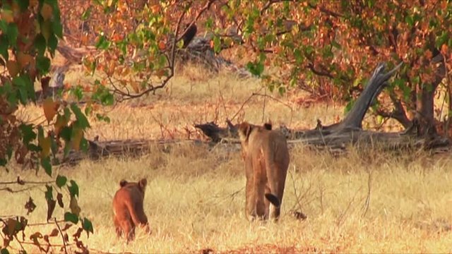 Lioness with cubs walking in Chobe National Park, Botswana