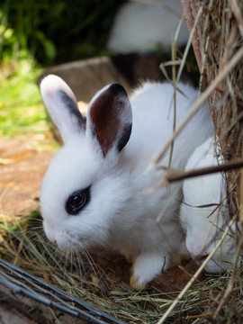 White hotot rabbit in the hutch on dry grass.
