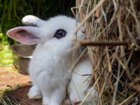 White hotot rabbit in the hutch on dry grass.