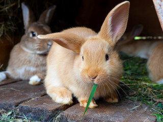 Orange rabbit in the hutch, eating green grass. © Sindija