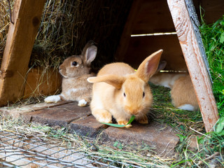 Orange rabbit in the hutch, eating green grass.
