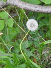 Dandelion plant on the meadow