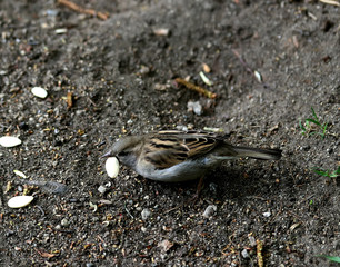 sparrow on the ground