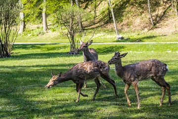 Friendly deers in the park walk freely Ukraine