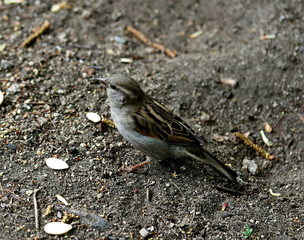 house sparrow passer domesticus