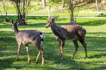 Naklejka na ściany i meble Friendly deers in the park walk freely Ukraine