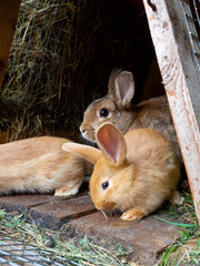 Orange rabbit in the hutch, eating green grass.