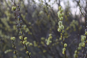 Naklejka premium trees in spring