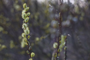 trees in spring