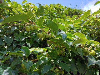 green apples on a tree