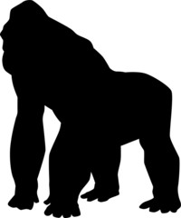 Vector silhouette of a giant gorilla ape