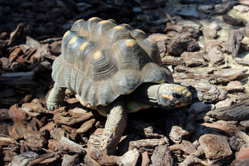 La tortuga terrestre de patas rojas o tortuga morrocoy (Chelonoidis carbonaria)