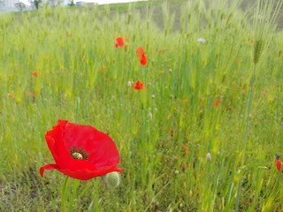 red poppy in the field