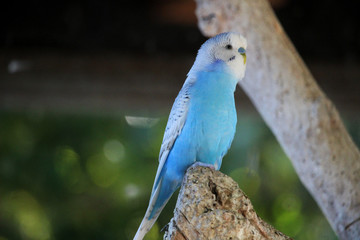 Retrato de un periquito azul (Melopsittacus undulatus)