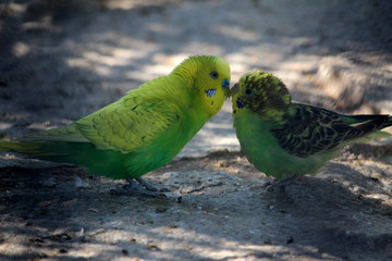 Pareja de periquitos verdes y amarillos (Melopsittacus undulatus)