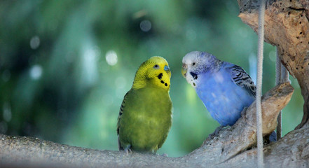Pareja de periquitos verde y azul (Melopsittacus undulatus)