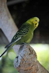 Retrato de periquito verde (Melopsittacus undulatus)