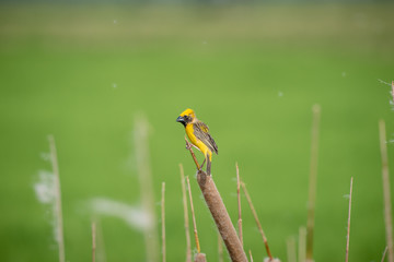Asian golden weaver Male bird King of nesting birds