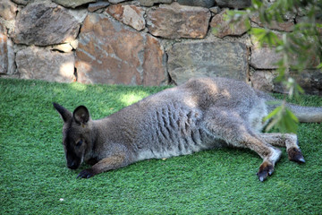 Ualabí de cuello rojo o ualabí de Bennet(Macropus rufogriseus) © jimenezar