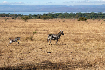 Fototapeta na wymiar Zebra Kenia 
