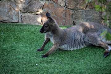 Ualabí de cuello rojo o ualabí de Bennet(Macropus rufogriseus)