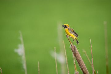 Asian golden weaver Male bird King of nesting birds