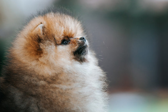 Pomeranian baby posing outside. Small pomeranian puppy.