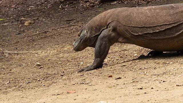 Komodo dragon walking among the trees