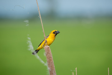 Asian golden weaver Male bird King of nesting birds