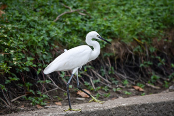 White heron walks slowly along the edge of the sidewalk at Lumpini Park in Bangkok