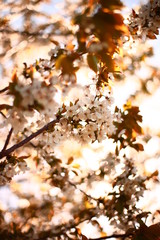 Cherry blossom