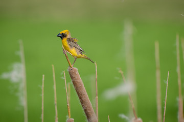 Asian golden weaver Male bird King of nesting birds