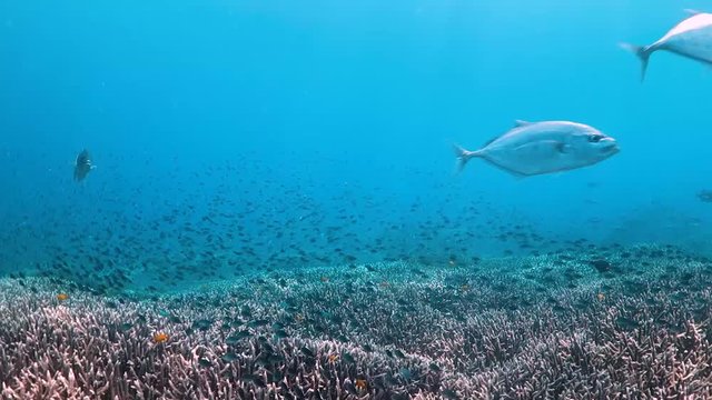 Large jackfish swimming over pristine coral surrounded by small fish
