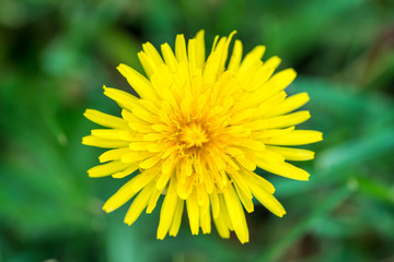 Yellow dandelion flower