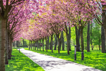 Sakura Cherry blossoming alley. Wonderful scenic rows of blooming cherry sakura trees and green grass in spring, Ukraine