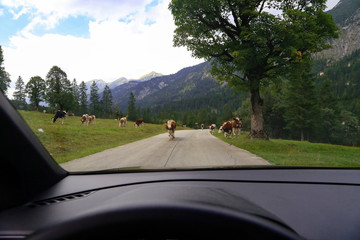 Fototapeta na wymiar Brown cows walking on the alpine asphalt road