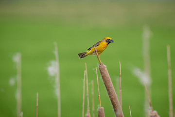 Asian golden weaver Male bird King of nesting birds
