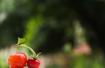 food cherry 