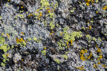 lichen on tree