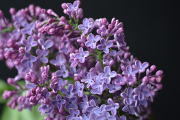 lilac flowers on the blackbackground