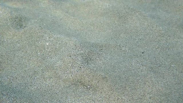 Close-up portrait of Lizard fish lies on sandy bottom in sun`s rays, then swims away. Slender Lizardfish or Gracile lizardfish (Saurida gracilis) Red Sea, Egypt