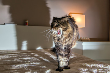 The cat is lying against the background of a burning table lamp.Horizontally.