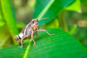 Macro grasshopper on green grass.environment natural concept.